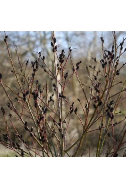 Верба Меланостахіс в Україні